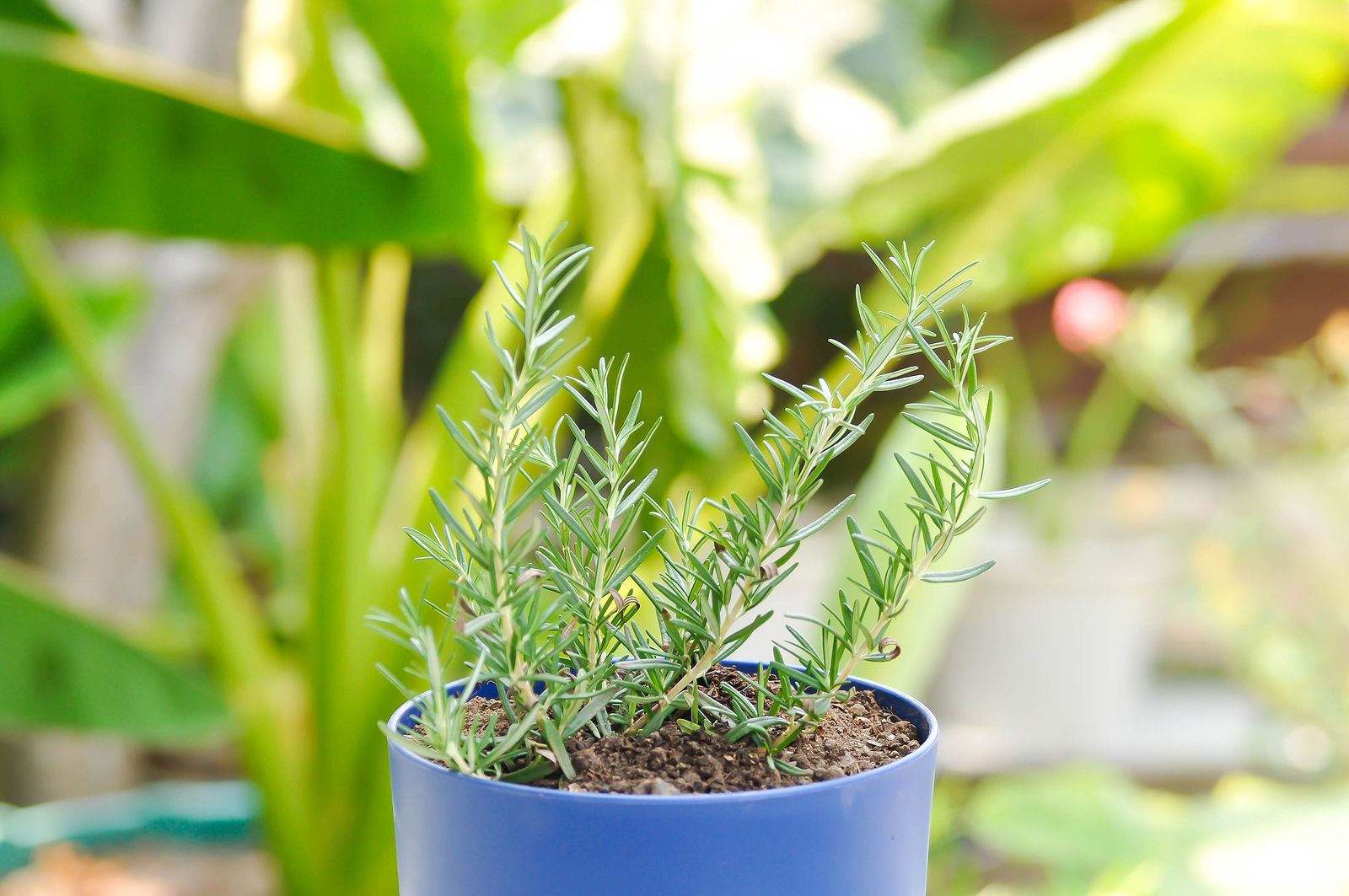 3 aspectos clave para cultivar el romero