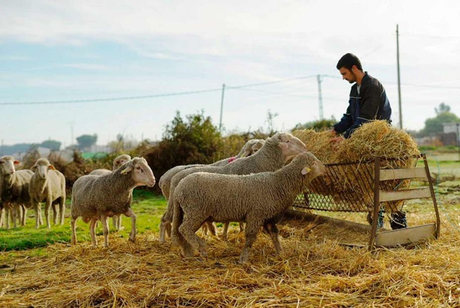 “El trabajo en el campo hoy no es ni una décima parte de lo duro que fue para mi abuelo”.Foto: EuropaPress “El trabajo en el campo hoy no es ni una décima parte de lo duro que fue para mi abuelo”.Foto: EuropaPress
