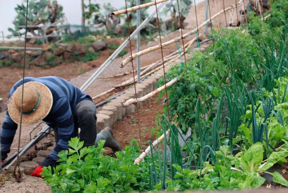 “El trabajo en el campo hoy no es ni una décima parte de lo duro que fue para mi abuelo”. Foto: EuropaPress “El trabajo en el campo hoy no es ni una décima parte de lo duro que fue para mi abuelo”. Foto: EuropaPress