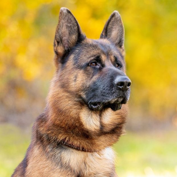 Pastor alemán Pastor alemán