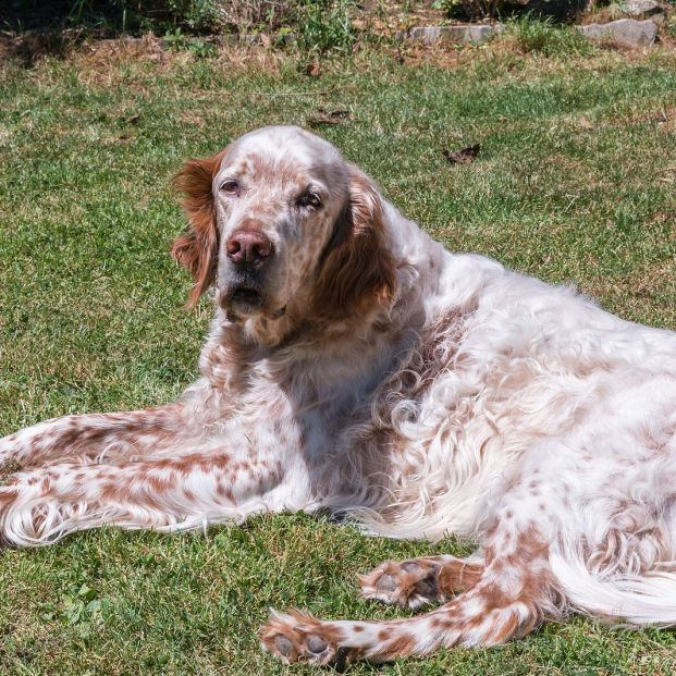 setter inglés setter inglés