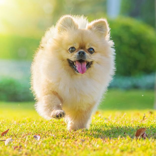 Pomeranian Pomeranian