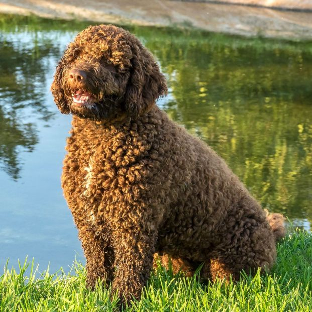 perro de aguas perro de aguas