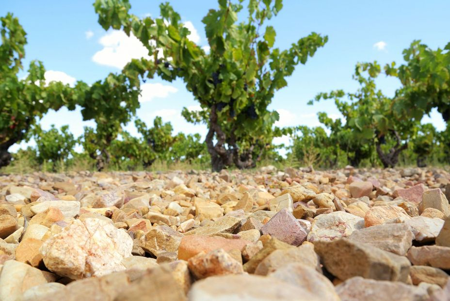 12.maduracioncariñena IMG 0046 12.maduracioncariñena IMG 0046