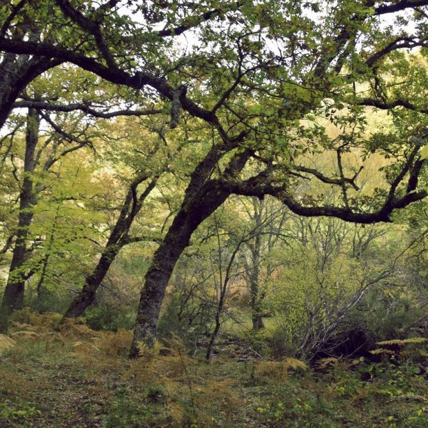 Hayedo de Montejo Hayedo de Montejo