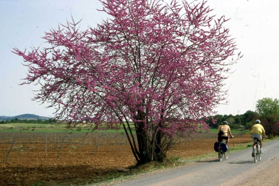 vía verde del noroeste. FotoMurcia Turística