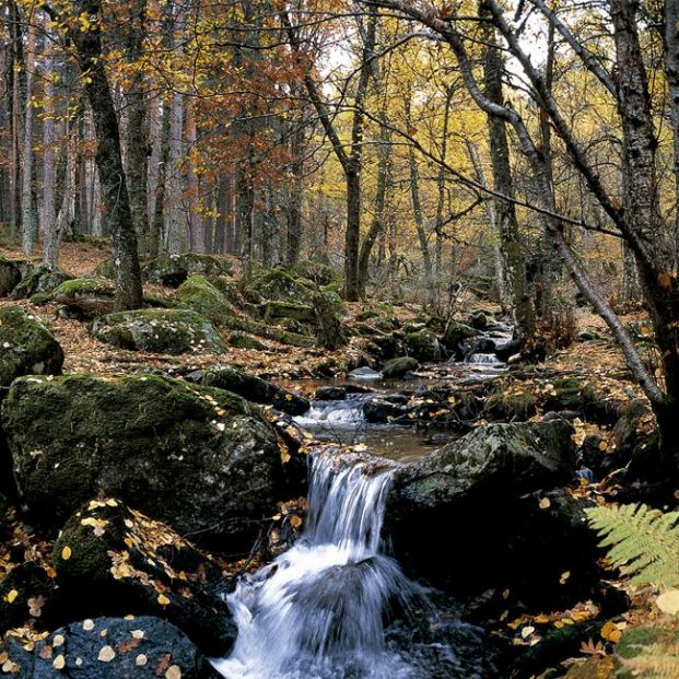 6 bosques en Madrid para disfrutar de la naturaleza 6 bosques en Madrid para disfrutar de la naturaleza