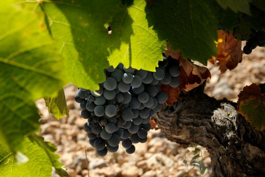 La Región de Murcia y otras dos comunidades crean la Asociación Monastrell España
