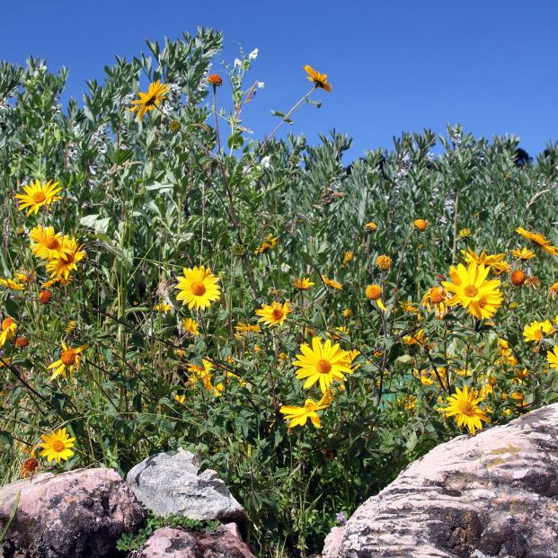 Flores del campo. Foto: bigstock Flores del campo. Foto: bigstock