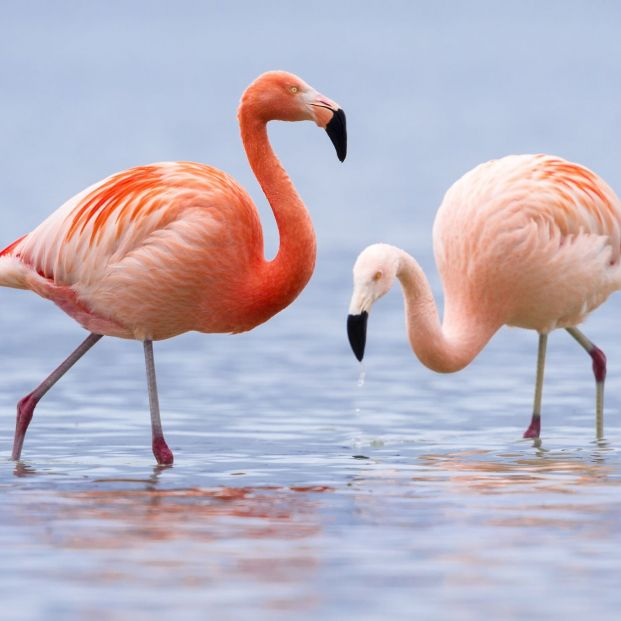 Flamencos. Foto: bigstock 
