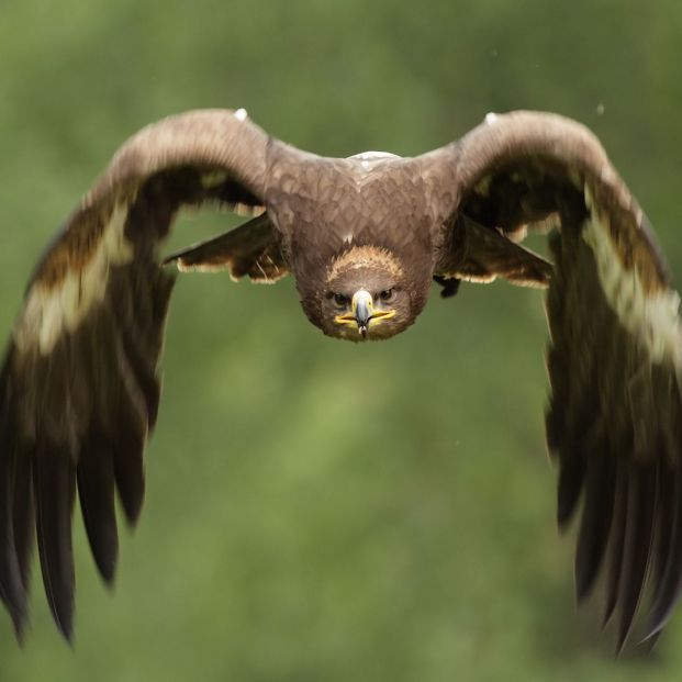 Águila Real. Foto bigstock