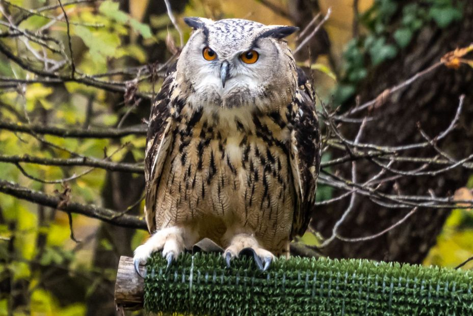 Búho Real. Foto: bigstock 