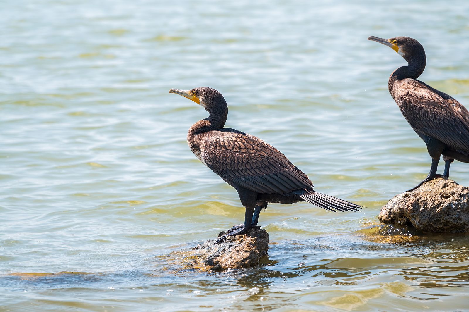 Ruta para disfrutar con la observación y avistamiento de aves y la astronomía en la Región de Murcia. Foto: bigstock