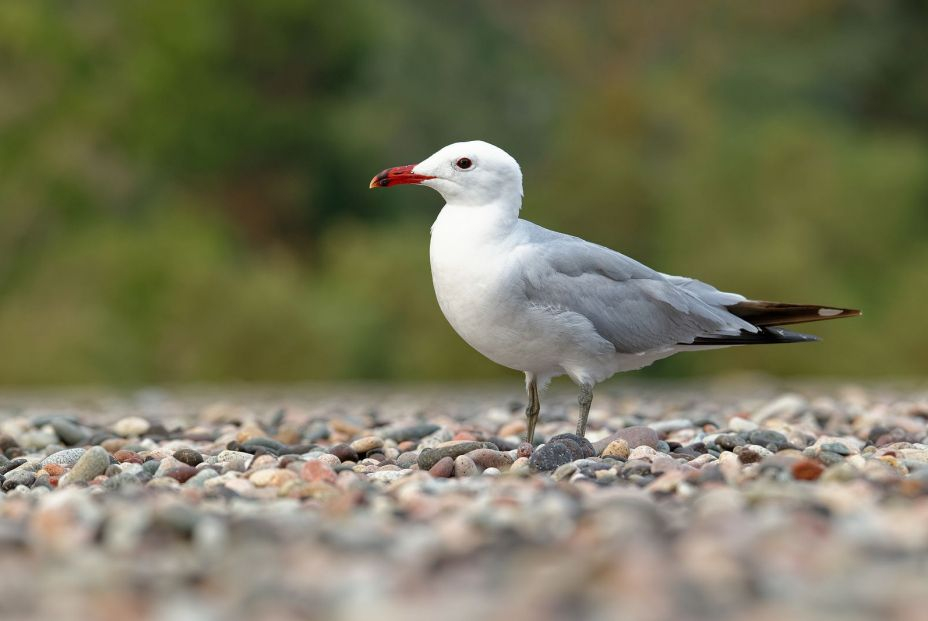 gaviotas de Audouin. Foto: bigstock