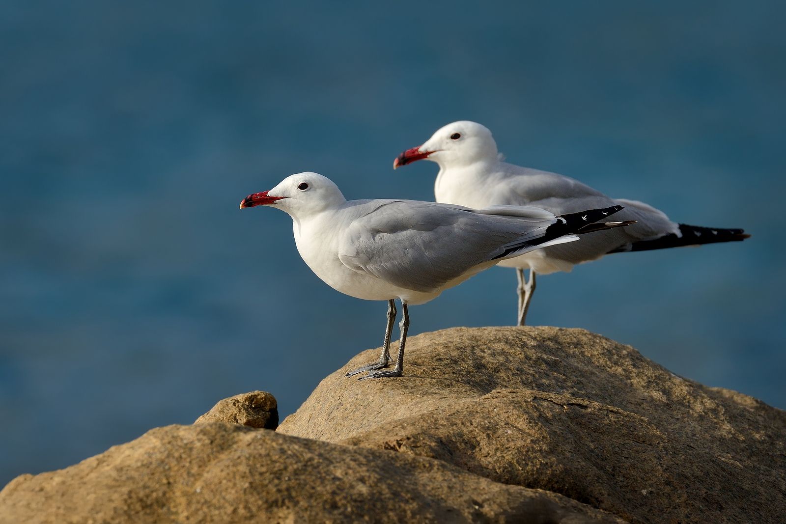 Ruta para disfrutar con la observación de aves y la gastronomía en la Región de Murcia (2).  Foto: bigstock