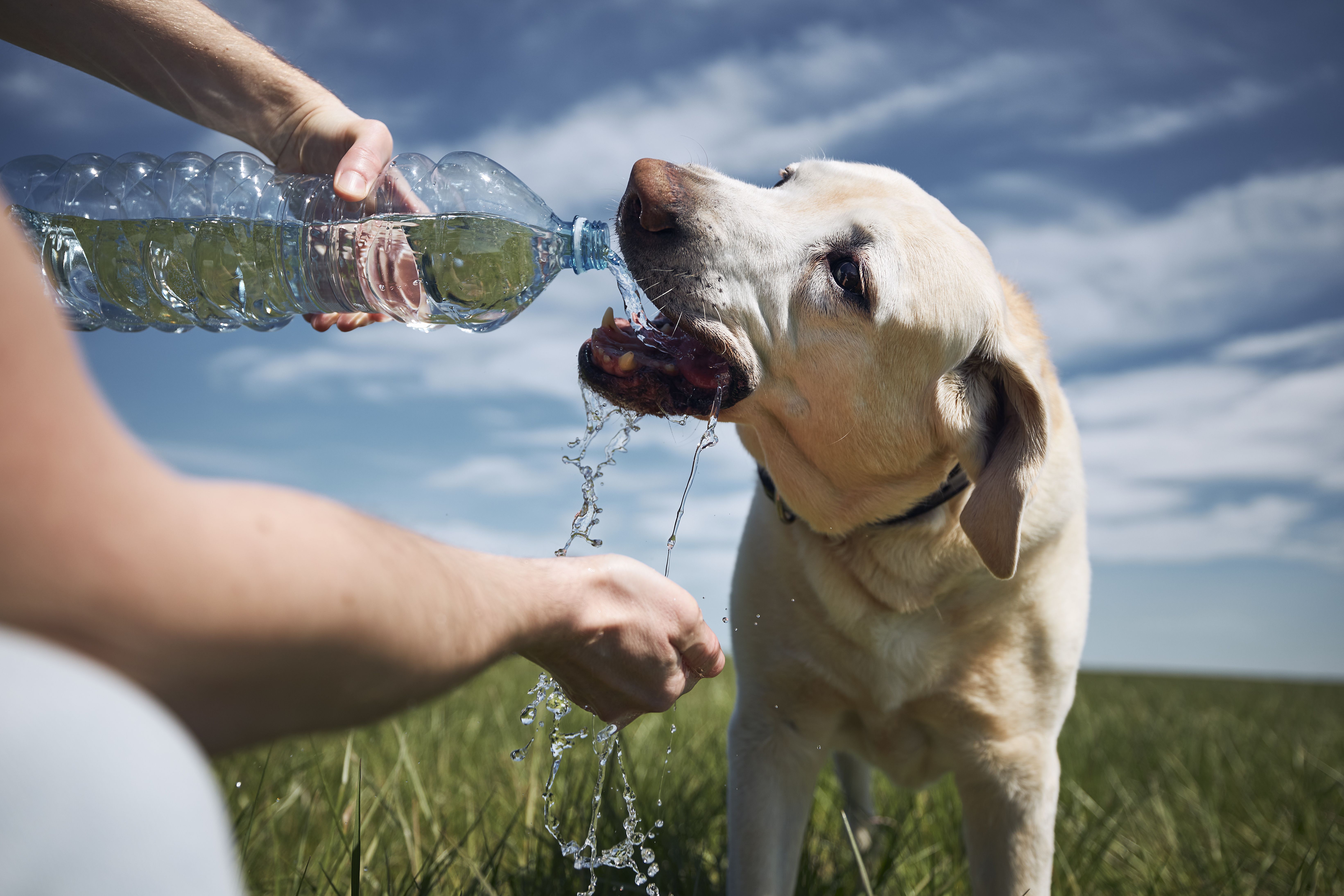 Cómo proteger a nuestros perros de las altas temperaturas