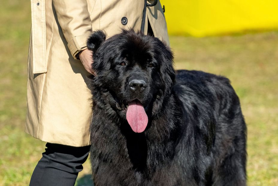 bigstock Big Black Dog Breed Newfoundla 452339671 bigstock Big Black Dog Breed Newfoundla 452339671