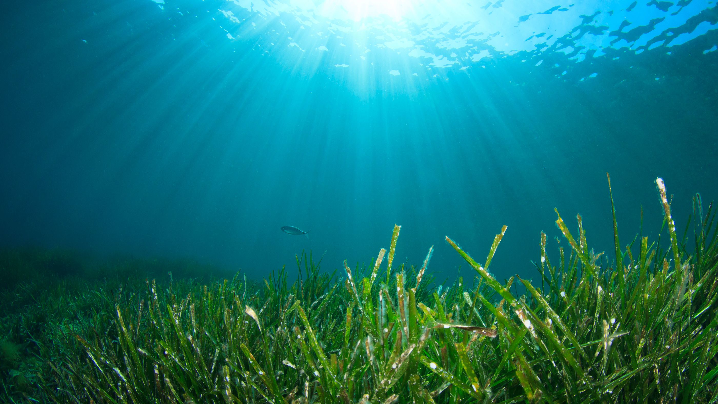 Así es la mayor planta de la Tierra: 180 kilómetros y 4.500 años