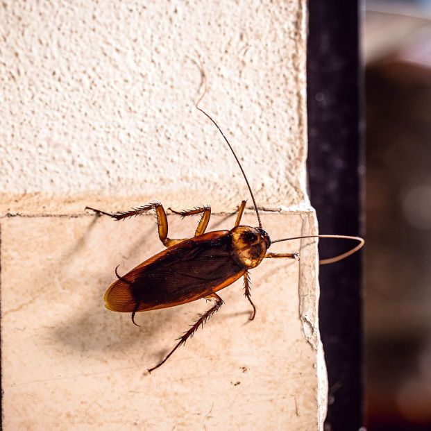 El sencillo truco del pepino para acabar con las cucarachas en casa. Plagas El sencillo truco del pepino para acabar con las cucarachas en casa. Plagas