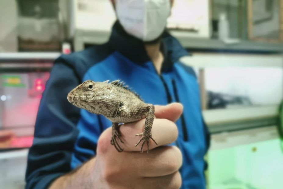 Viajar fuera de España con mi mascota, ¿cuáles son los requisitos? Viajar fuera de España con mi mascota, ¿cuáles son los requisitos?