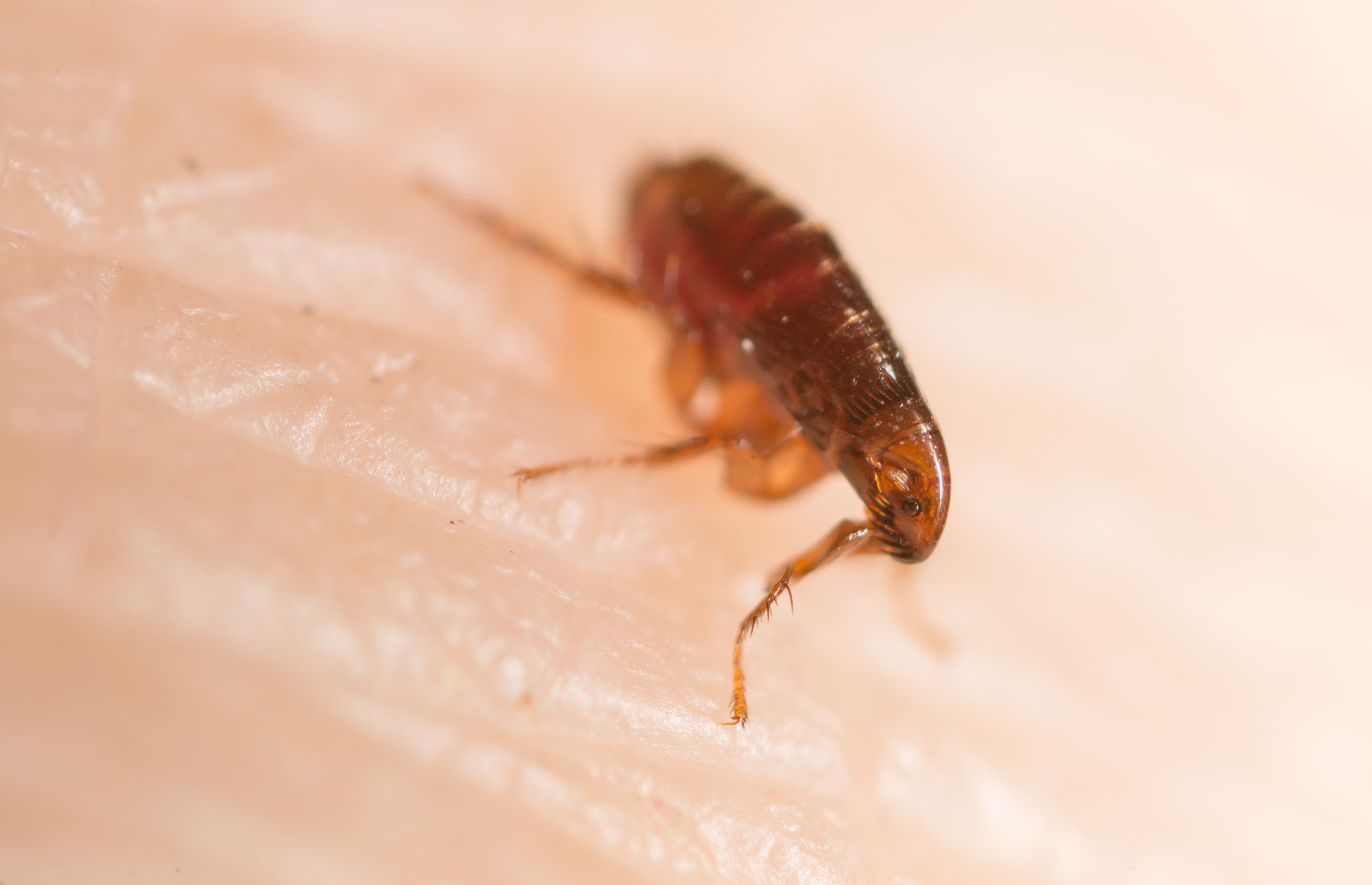 Picadura de pulga: ¿qué hacer?