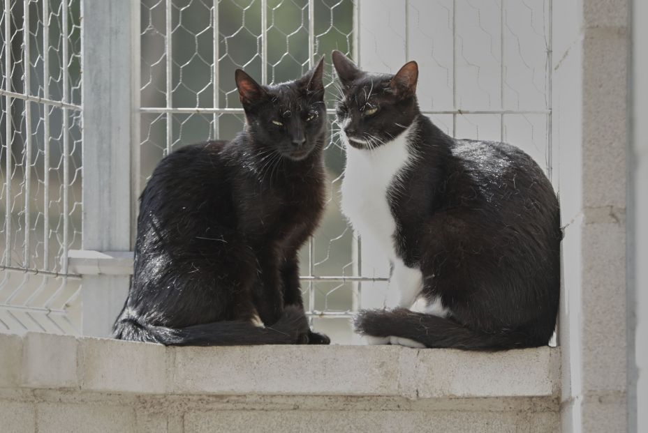 ¿Qué pasa si me voy de viaje y dejo a mi gato solo?