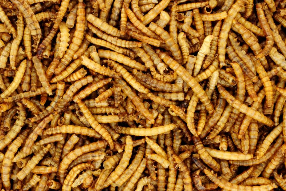 Cuatro insectos comestibles que encontrarás en el supermercado