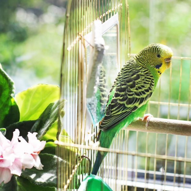 Razones para tener un pájaro doméstico