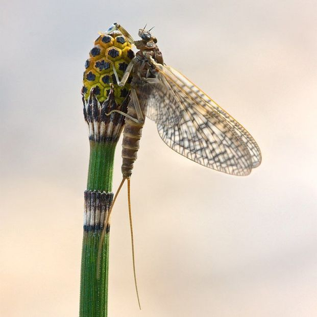 Rhithrogena germanica subimago on Equisetum hyemale