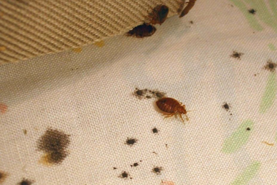 ¿Cómo saber qué insecto te ha picado? ¿Cómo saber qué insecto te ha picado?