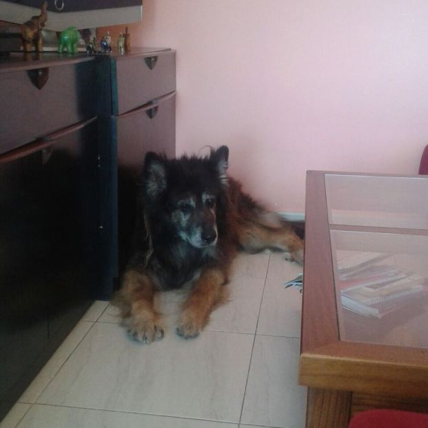 perro mayor perro mayor