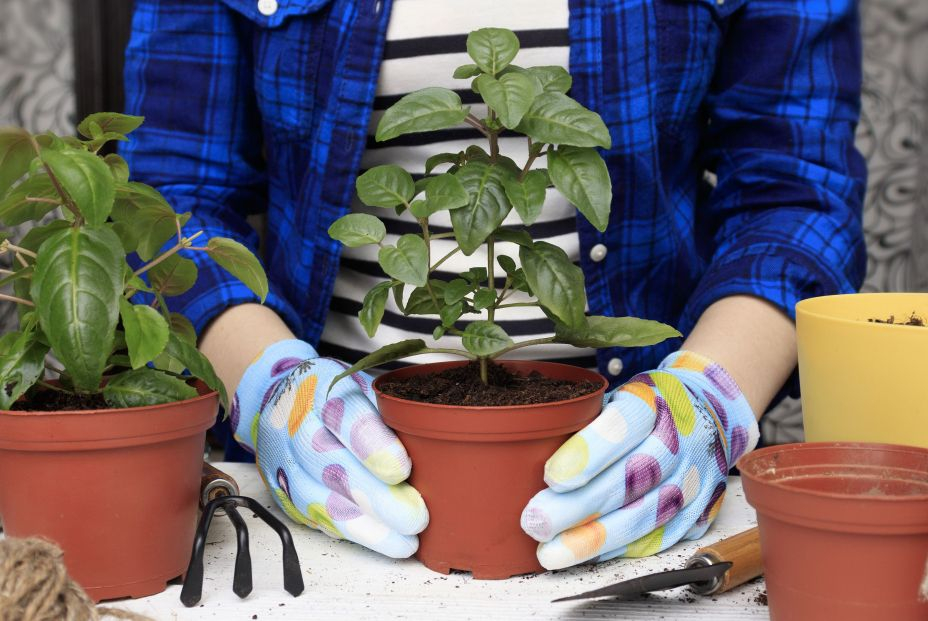 bigstock Transplanting Plants In The Sp 453078683 bigstock Transplanting Plants In The Sp 453078683