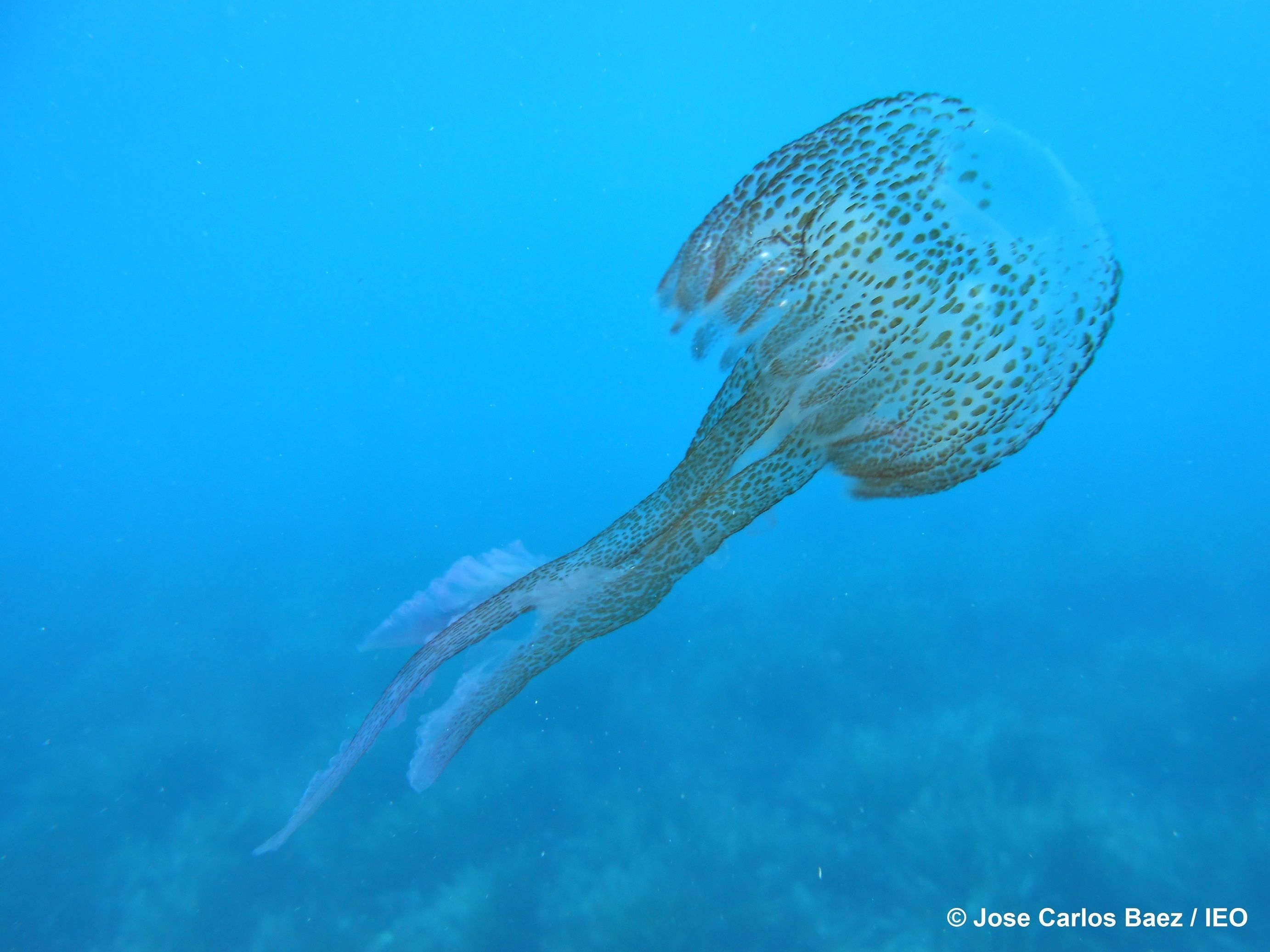 Medusas en las playas de España: cómo saber en tiempo real dónde hay y cómo son sus picaduras