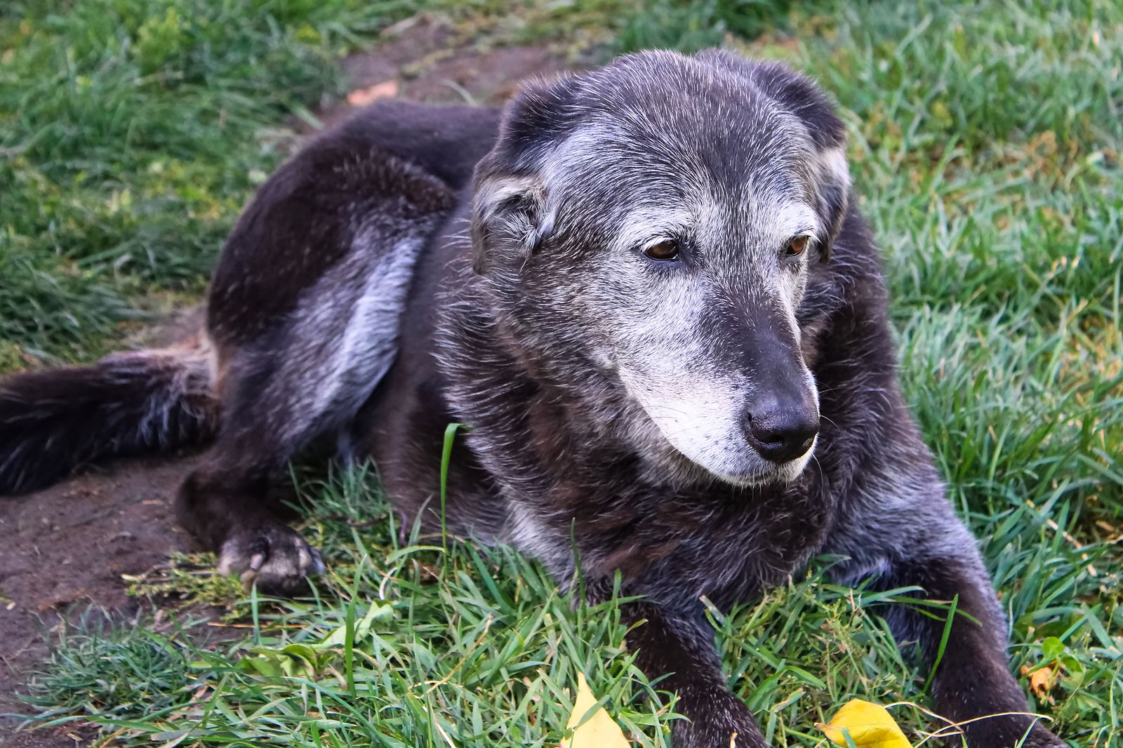 Cuidar de un perro anciano