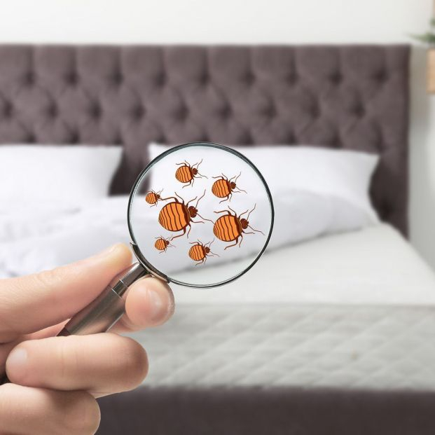 Alertan del aumento de plagas de chinches de cama este verano