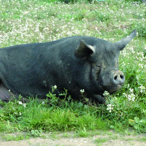 El chato murciano, una historia de éxito