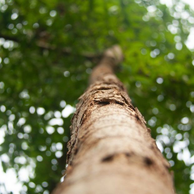 La reforestación es insuficiente: se han perdido 81,7 millones de hectáreas forestales en 6 décadas. Foto: Europa Press La reforestación es insuficiente: se han perdido 81,7 millones de hectáreas forestales en 6 décadas. Foto: Europa Press