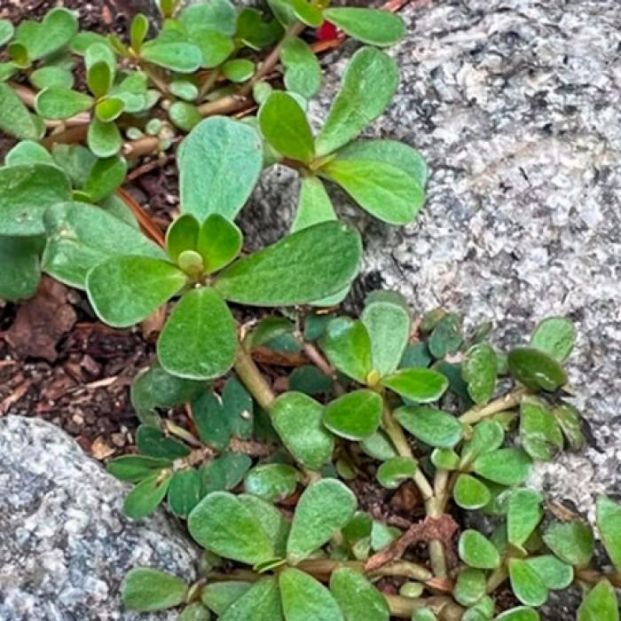 Una mala hierba común puede ser la 'superplanta' frente a la sequía Una mala hierba común puede ser la 'superplanta' frente a la sequía