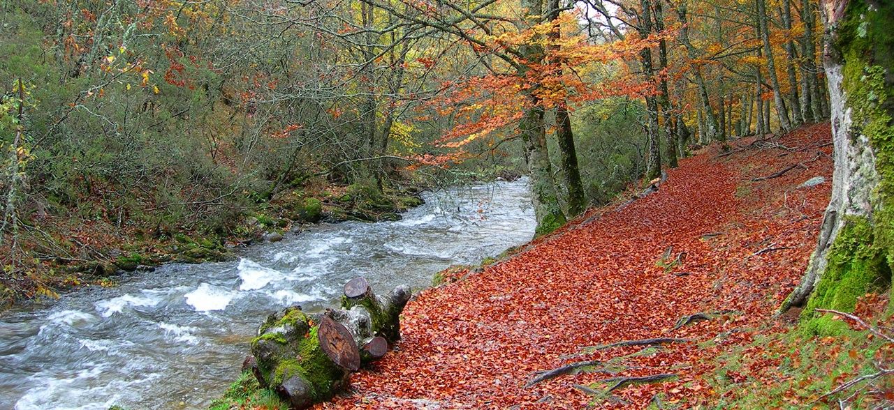 Hayedo de Montejo. Foto Ayto. de Montejo Hayedo de Montejo. Foto Ayto. de Montejo