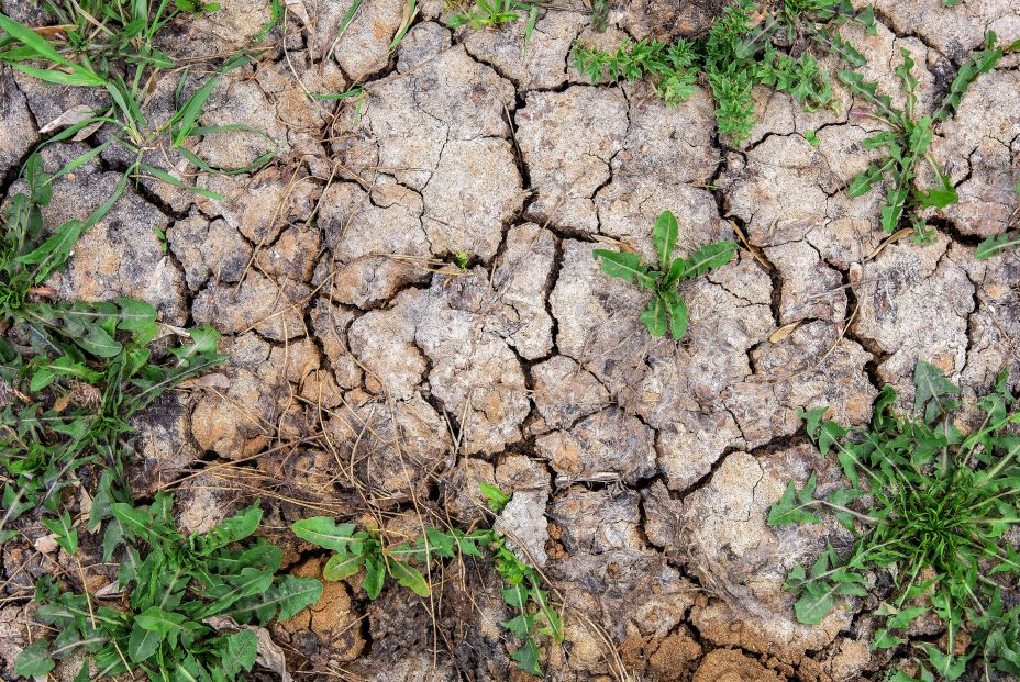 bigstock The Texture Of Dry Cracked Ear 453698487 bigstock The Texture Of Dry Cracked Ear 453698487