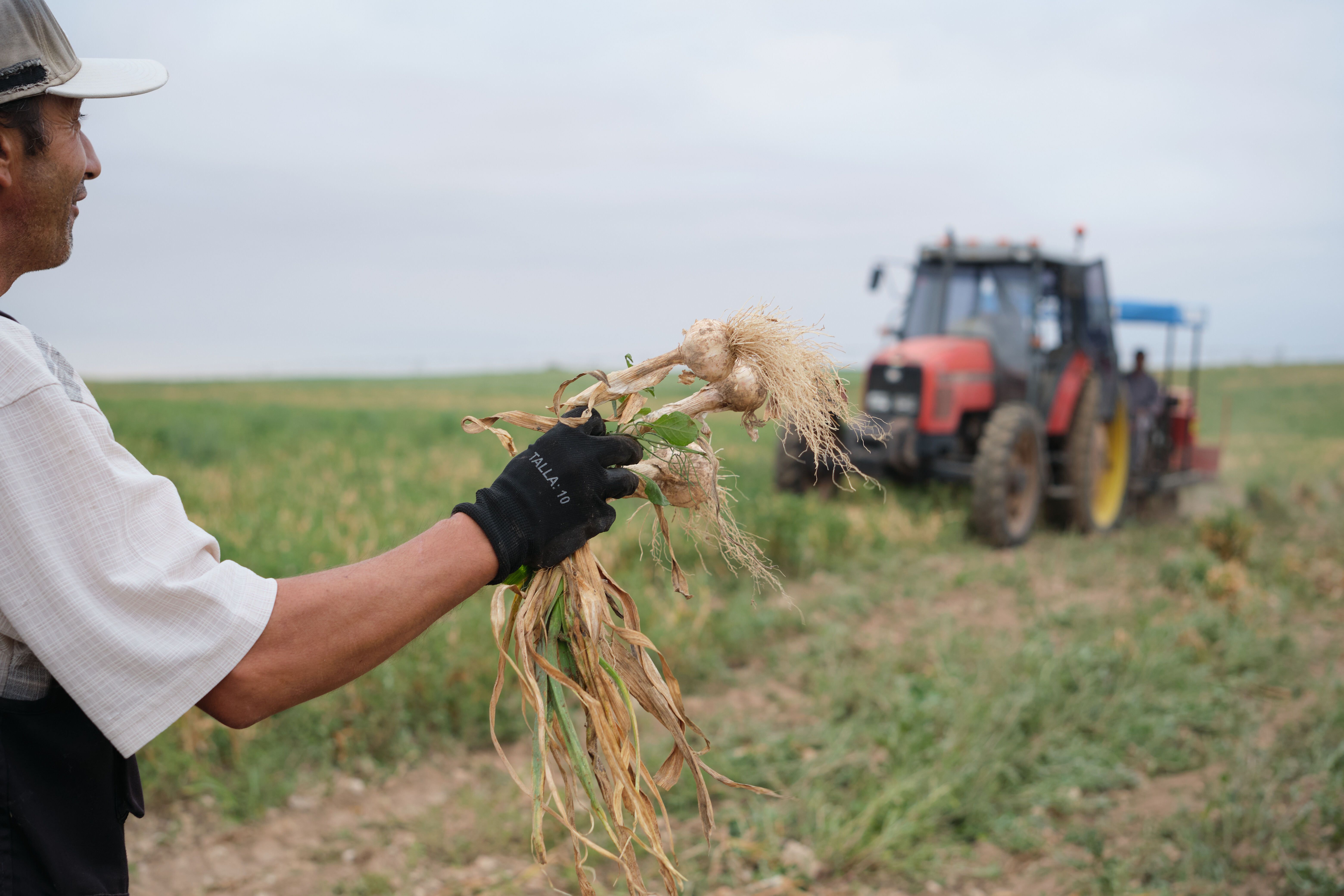 Ajos, zanahorias y lechugas multiplican su precio por hasta siete del campo a la mesa. Foto: Europa Press
