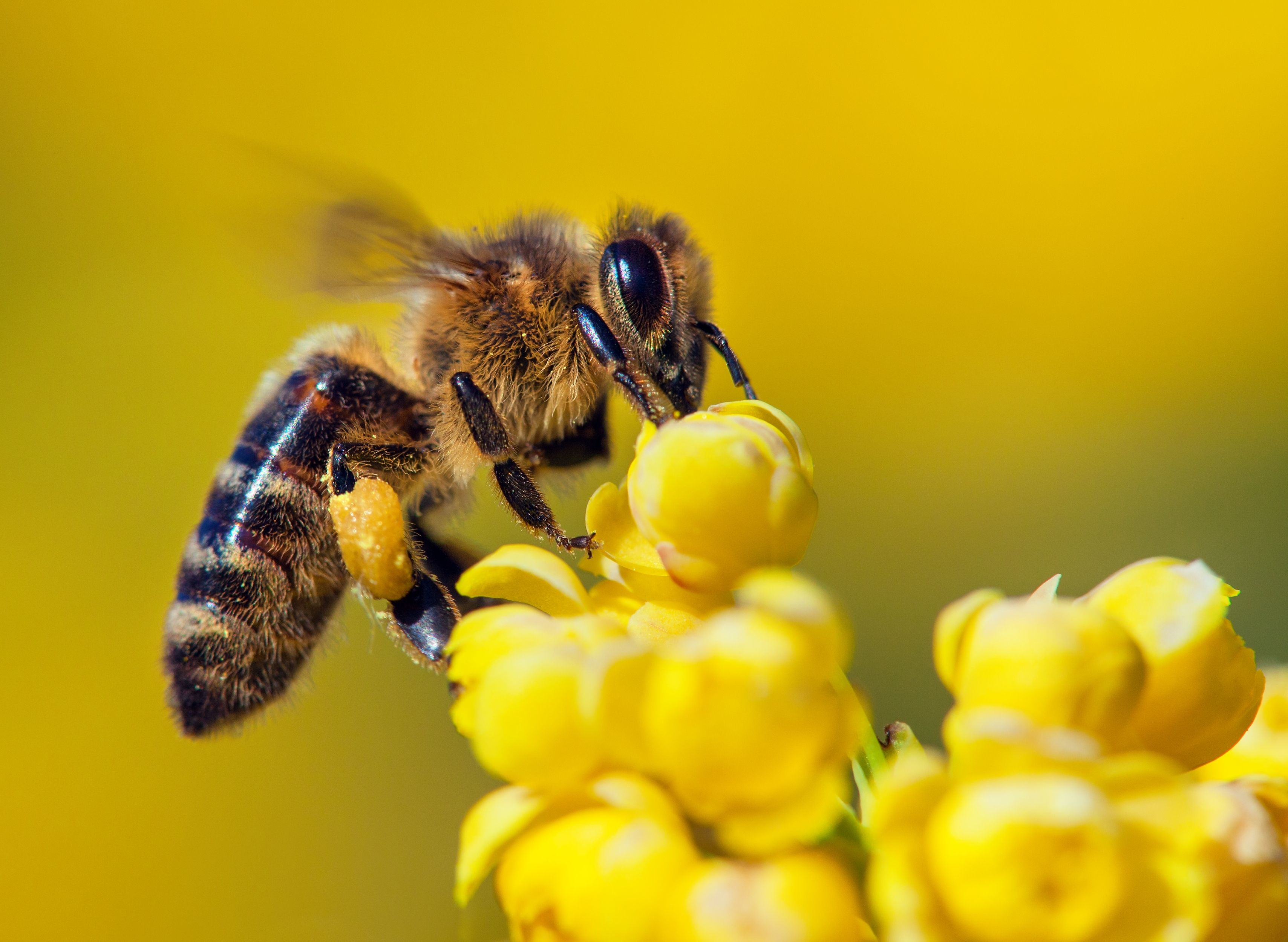 Las abejas se fijan en las formas de las flores que polinizan