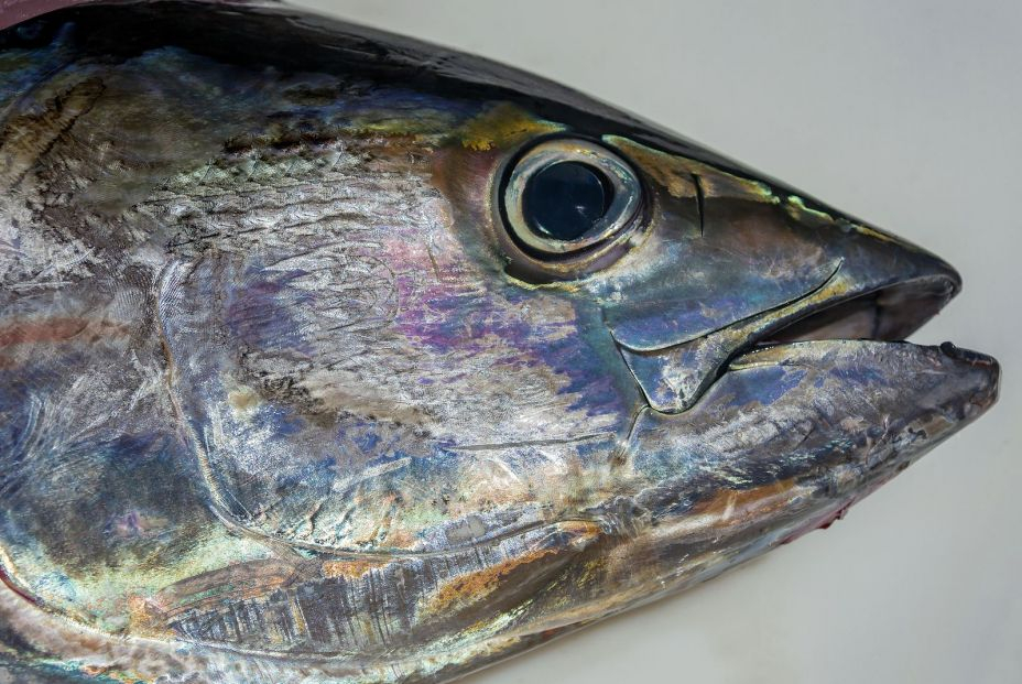 La última almadraba del Mediterráneo se encuentra en la Región de Murcia. bigstock