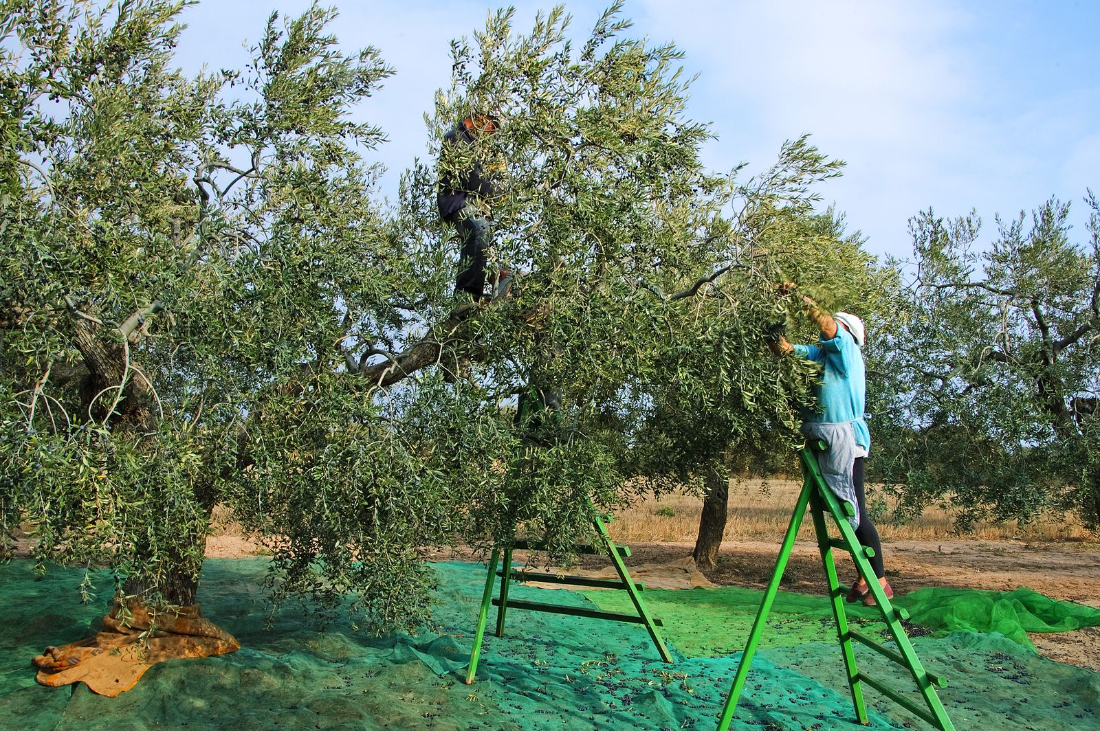 El Gobierno rebaja de 20 a 10 las peonadas necesarias para cobrar el subsidio y la renta agraria