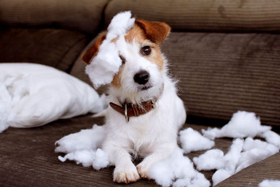 Qué debes hacer para que tu perro no muerda los muebles Qué debes hacer para que tu perro no muerda los muebles