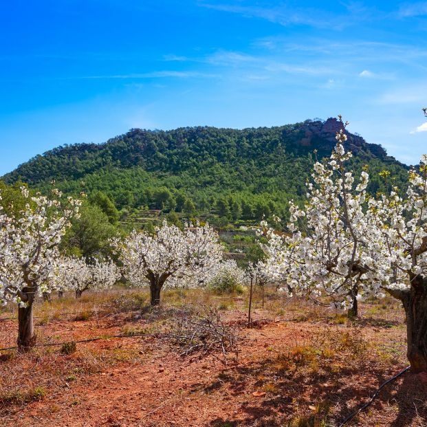 La sierra de Calderona en primavera La sierra de Calderona en primavera