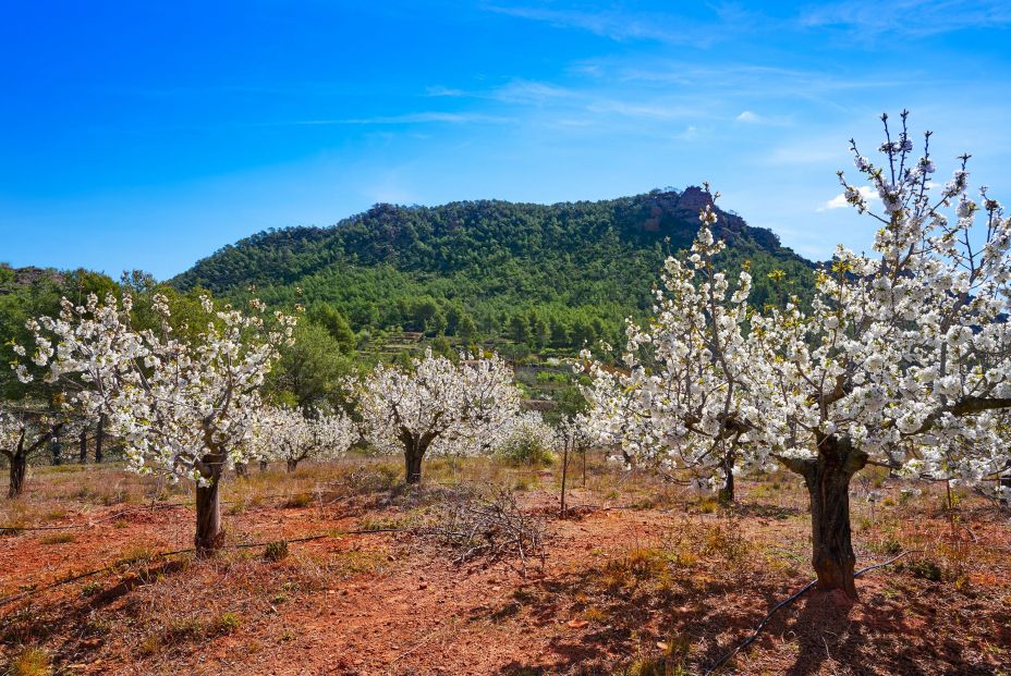 La sierra de Calderona en primavera La sierra de Calderona en primavera