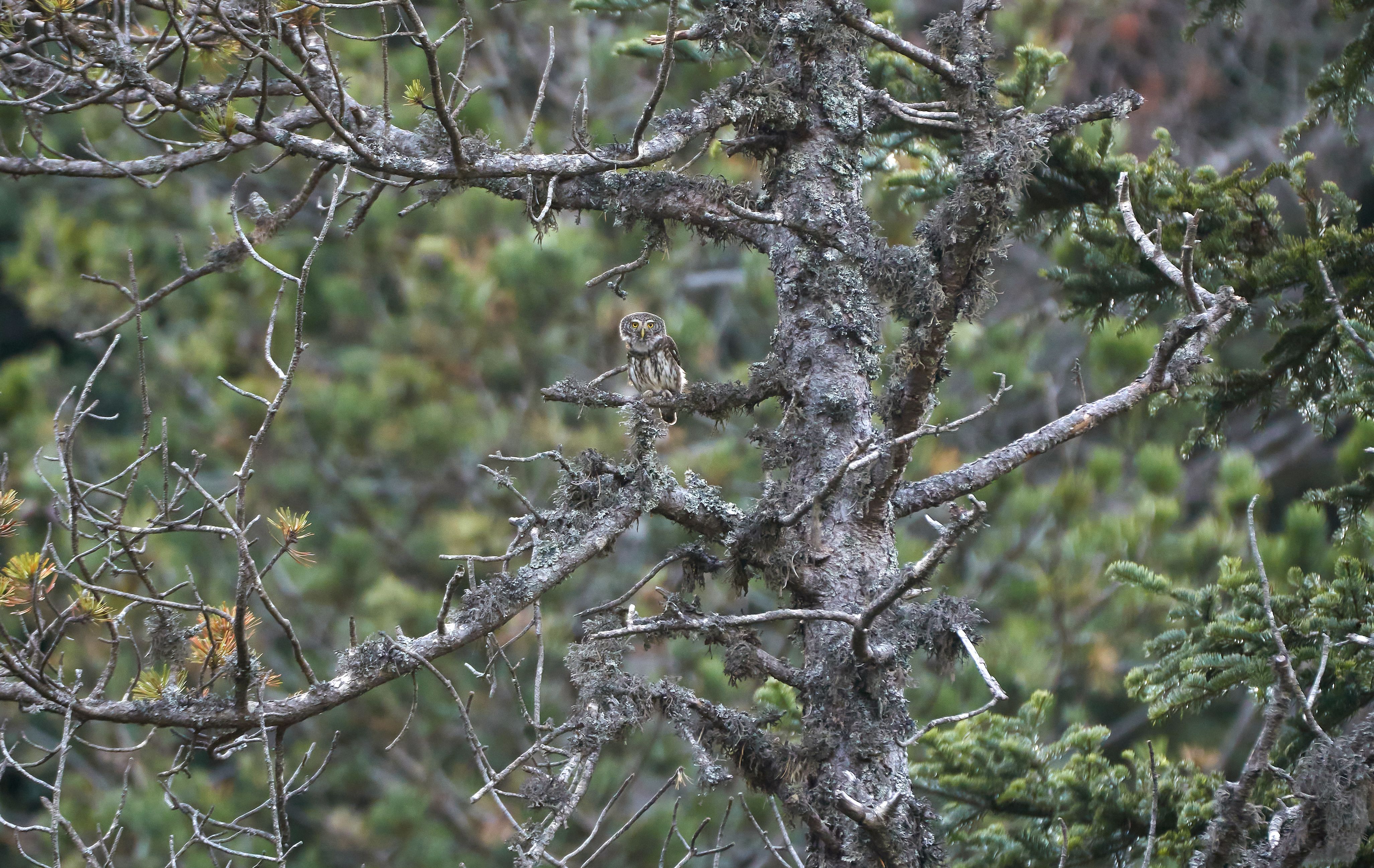 Nueva 'Lista de las Aves de España'
