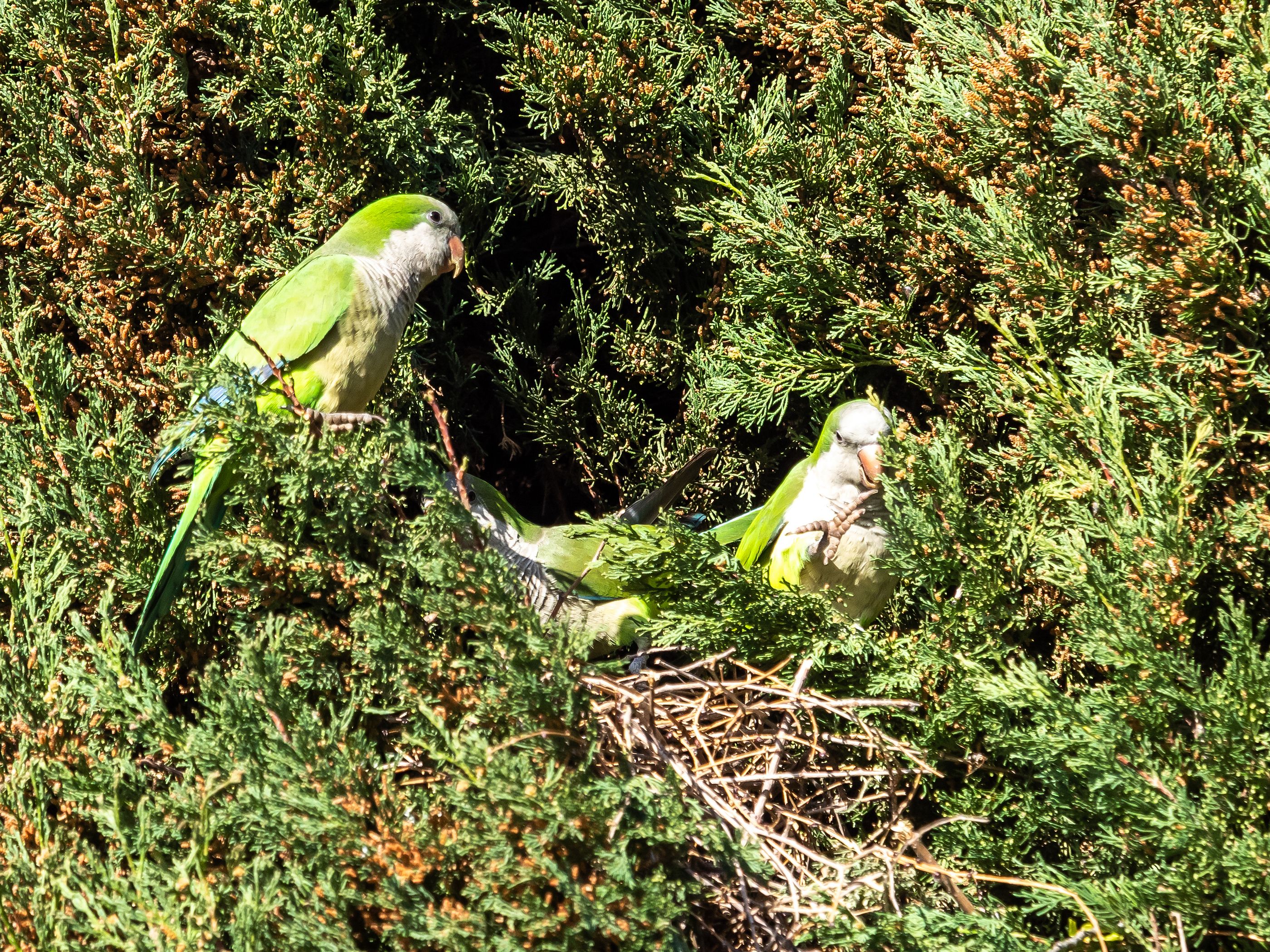 Estas son las mascotas que no puedes tener en casa