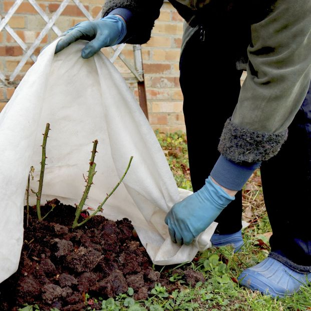 Trucos para proteger las plantas en invierno. Foto: Bigstock